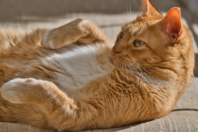 Facts about Orange Cats