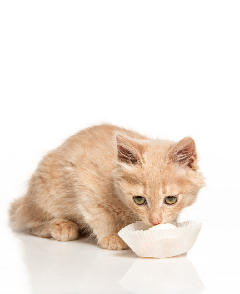 best kitten food