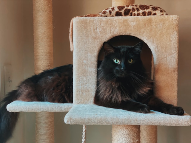 best cat tree for large cats