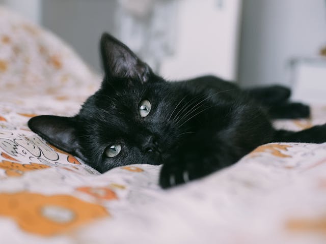 names for black cats