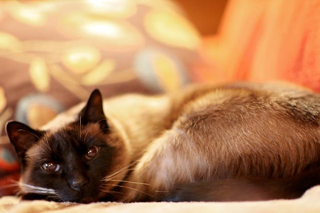 household cat breeds