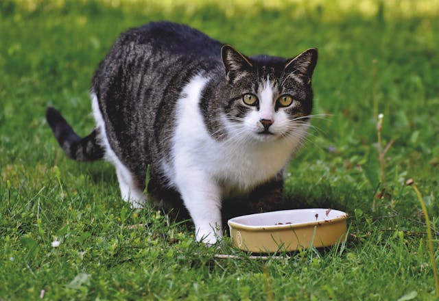 best cat food for sensitive stomach