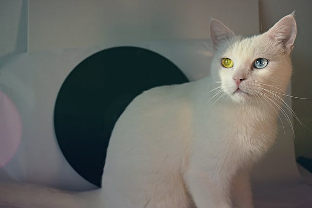 Names for White Cats